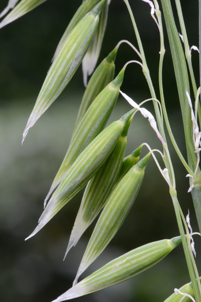 Овёс посевной (Avena sativa) / ©Rasbak Овёс посевной (Avena sativa)