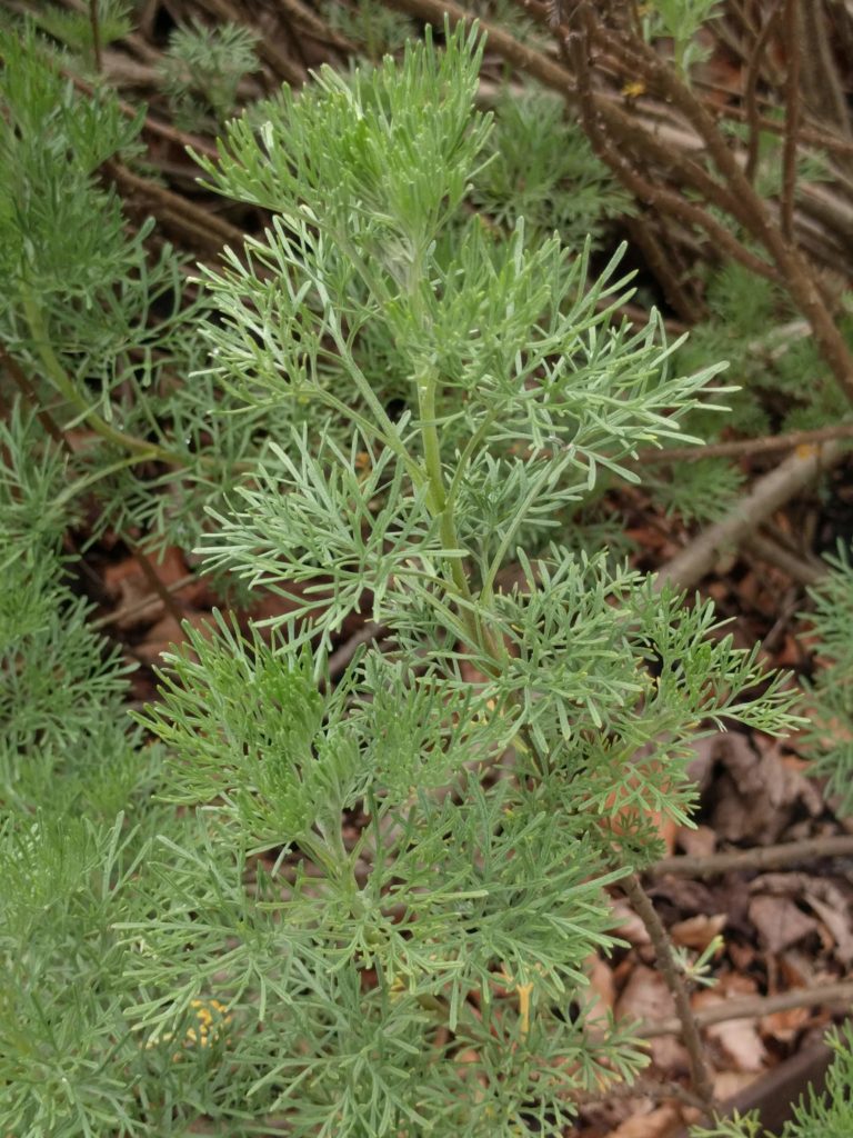 Полынь лечебная / Artemisia abrotanum 