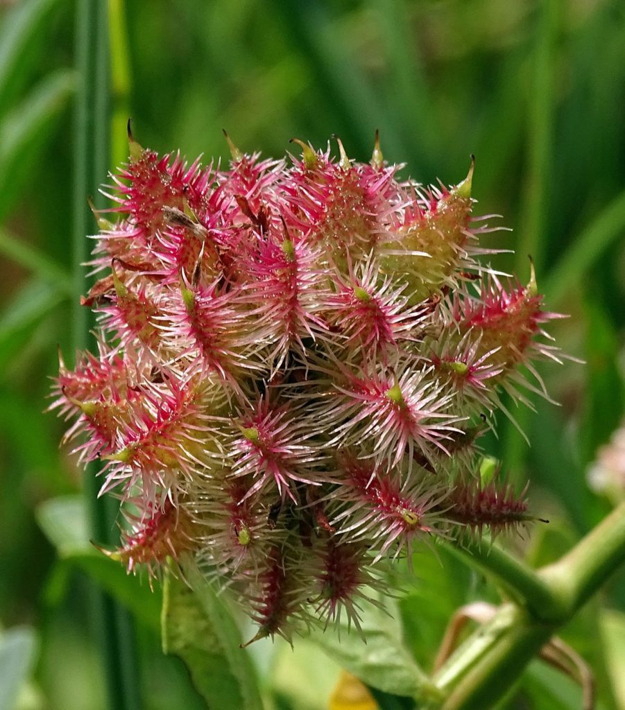 Солодка / Glycyrrhiza echinata_L