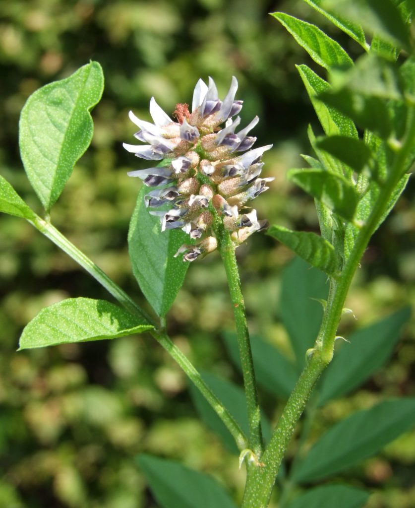  Солодка голая (Glycyrrhiza glabra)