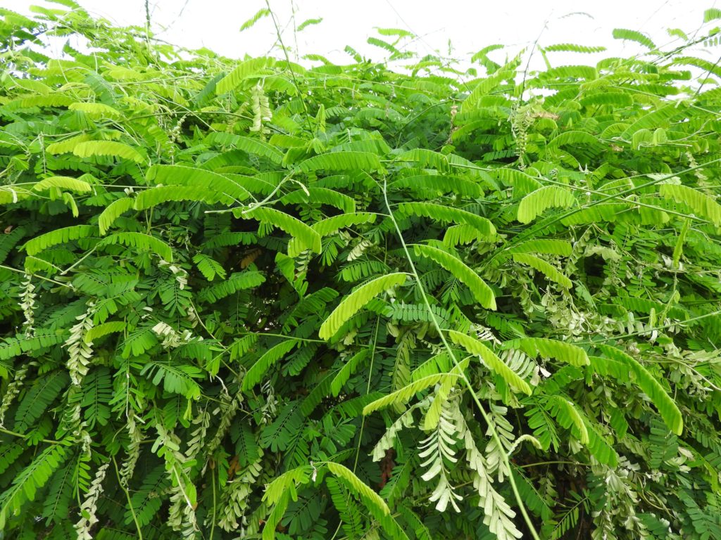  Солодка голая (Glycyrrhiza glabra)