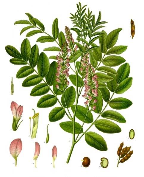 Солодка голая (Glycyrrhiza glabra)