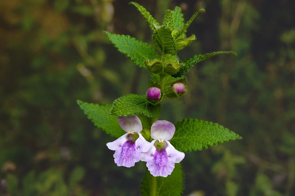 Мелисса (Melittis melissophyllum) / ©pixabay Мелисса (Melittis melissophyllum)