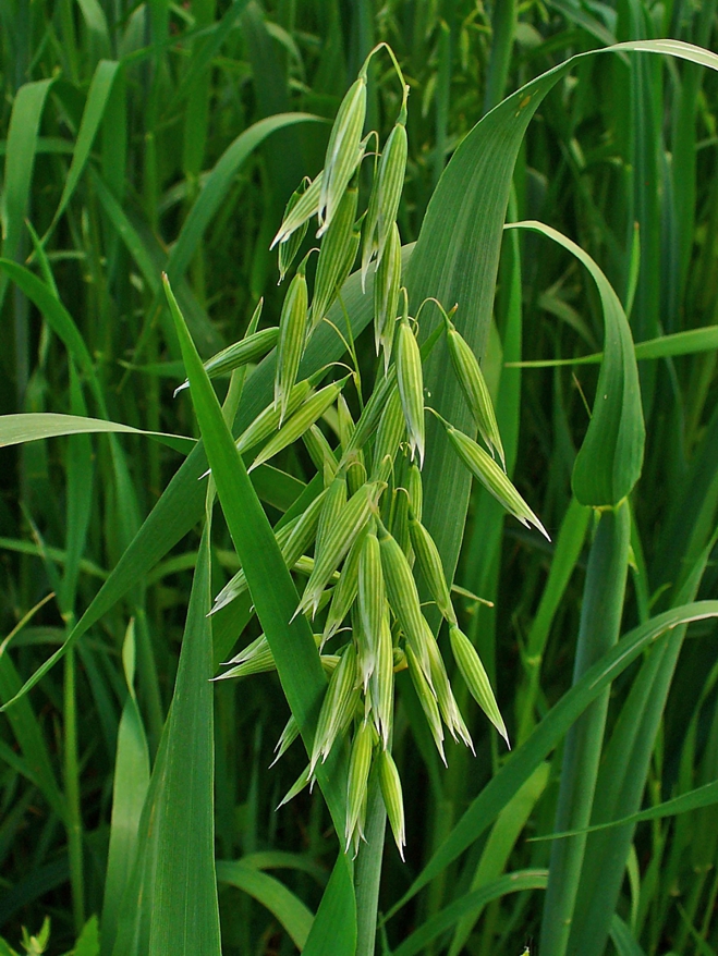 Овёс посевной (Avena sativa) / соцветия / ©H. Zell Овёс посевной (Avena sativa) / соцветия