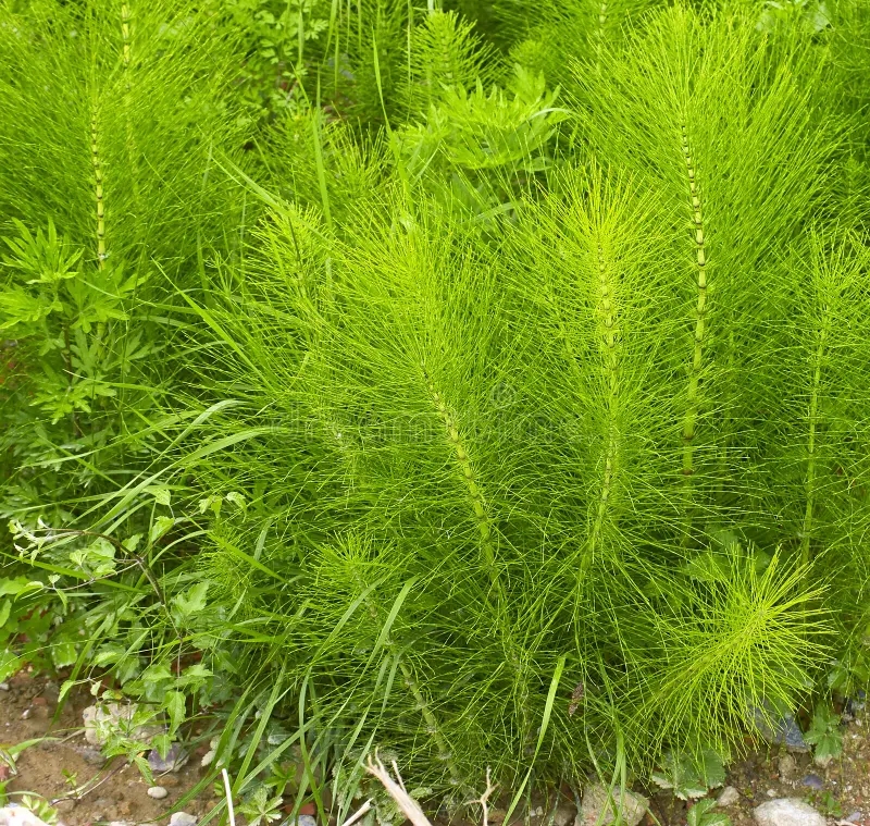 Equisetum arvense. Хвощ полевой. Equisetum. Змеиная трава / ©dreamstime Equisetum arvense. Хвощ полевой. Equisetum. Змеиная трава