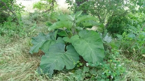 Лопух большой