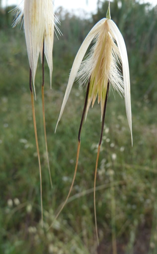 Овсюг (Avena fatua) / ©Philmarin Овсюг (Avena fatua)