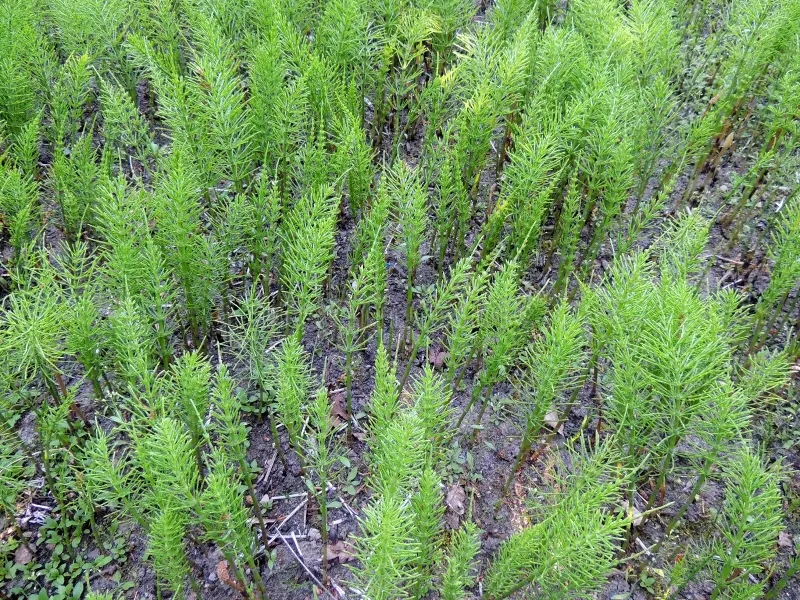 Хвощ полевой / Equisetum arvense L. / Ботаническая иллюстрация / ©dreamstime Хвощ полевой / Equisetum arvense L. / Ботаническая иллюстрация