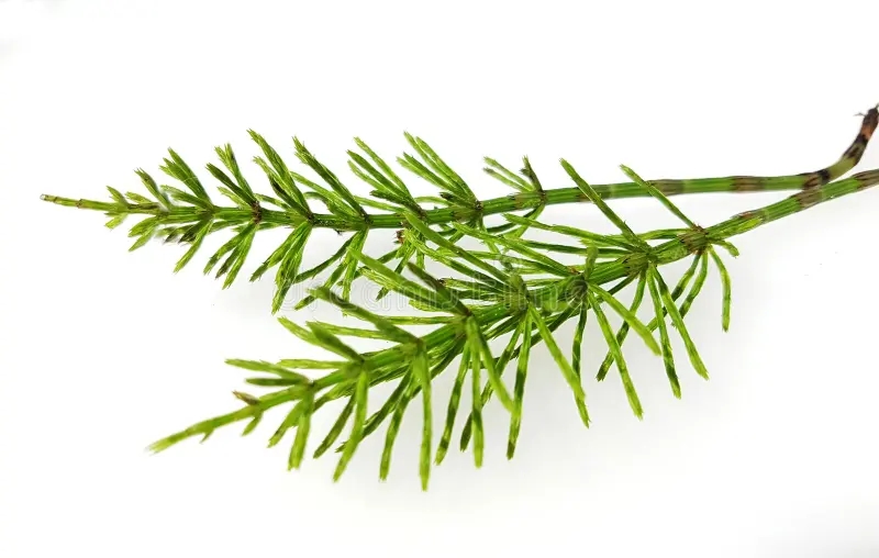 Хвощ полевой Equisetum arvense / ©dreamstime Хвощ полевой Equisetum arvense