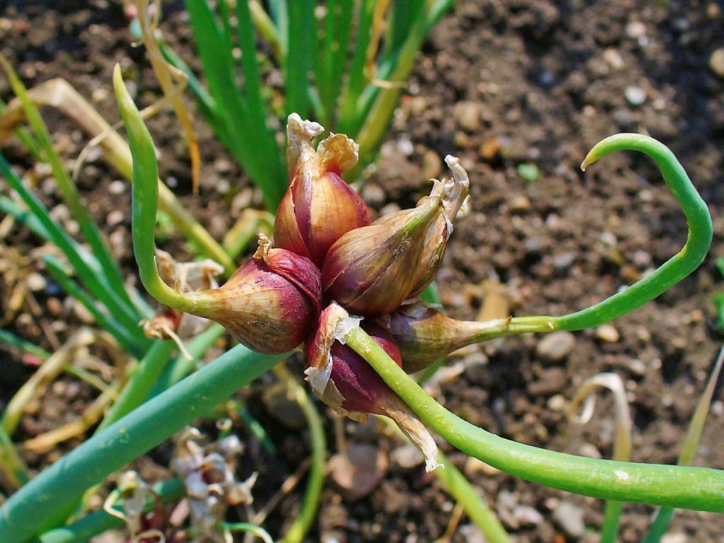 Лук многоярусный (лат. Allium proliferum)