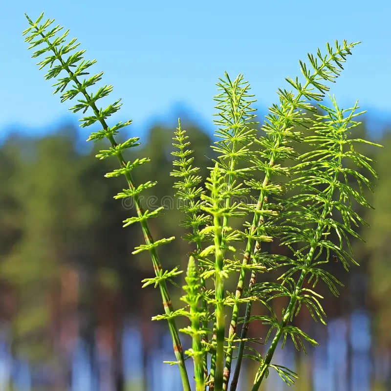 Хвощ полевой, или обыкновенный хвощ, или толкачик (Equisetum arvense) / ©dreamstime Хвощ полевой, или обыкновенный хвощ, или толкачик (Equisetum arvense)