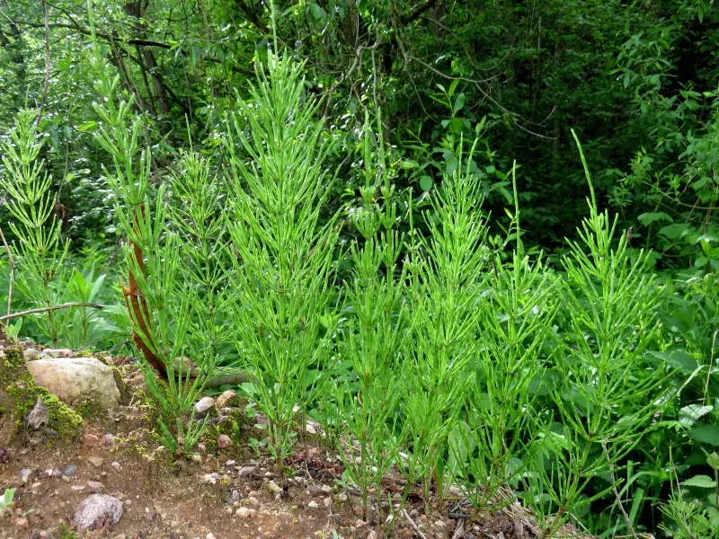 Хвощ полевой Equisetum arvense / ©dreamstime Хвощ полевой Equisetum arvense