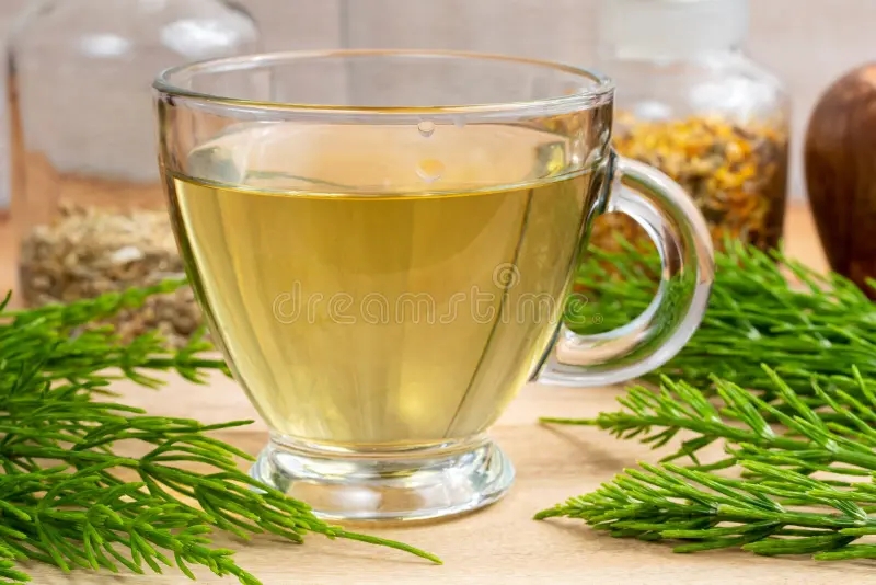 Хвощ полевой / Лекарственное растение / ©dreamstime Хвощ полевой / Лекарственное растение
