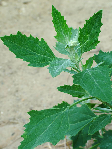 Лебеда садовая (Atriplex hortensis)