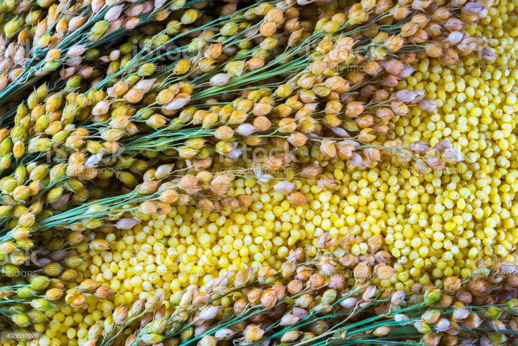 Просо обыкновенное (Panicum miliaceum) / ©istockphoto Просо обыкновенное Panicum miliaceum