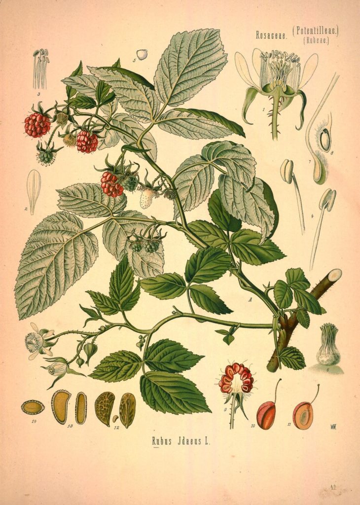 Малина. Ботаническая иллюстрация из книги Köhler’s Medizinal-Pflanzen, 1887 / (CC0 1.0) Малина. Ботаническая иллюстрация из книги Köhler’s Medizinal-Pflanzen, 1887