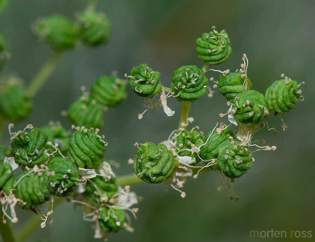 Зелёные плоды таволги / © Morten Ross flickr Зелёные плоды таволги