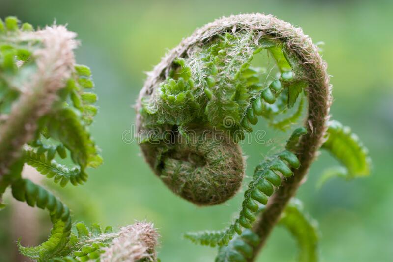 Мужской папоротник Dryopteris filix mas / побеги 