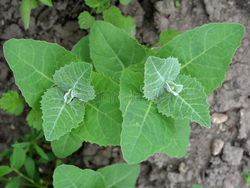 Лебеда садовая (Atriplex hortensis)
