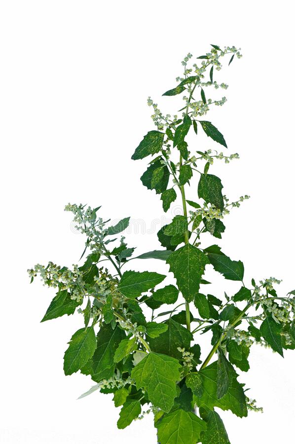 Основной вид для потребления человеком &mdash; это Лебеда садовая (Atriplex hortensis) 