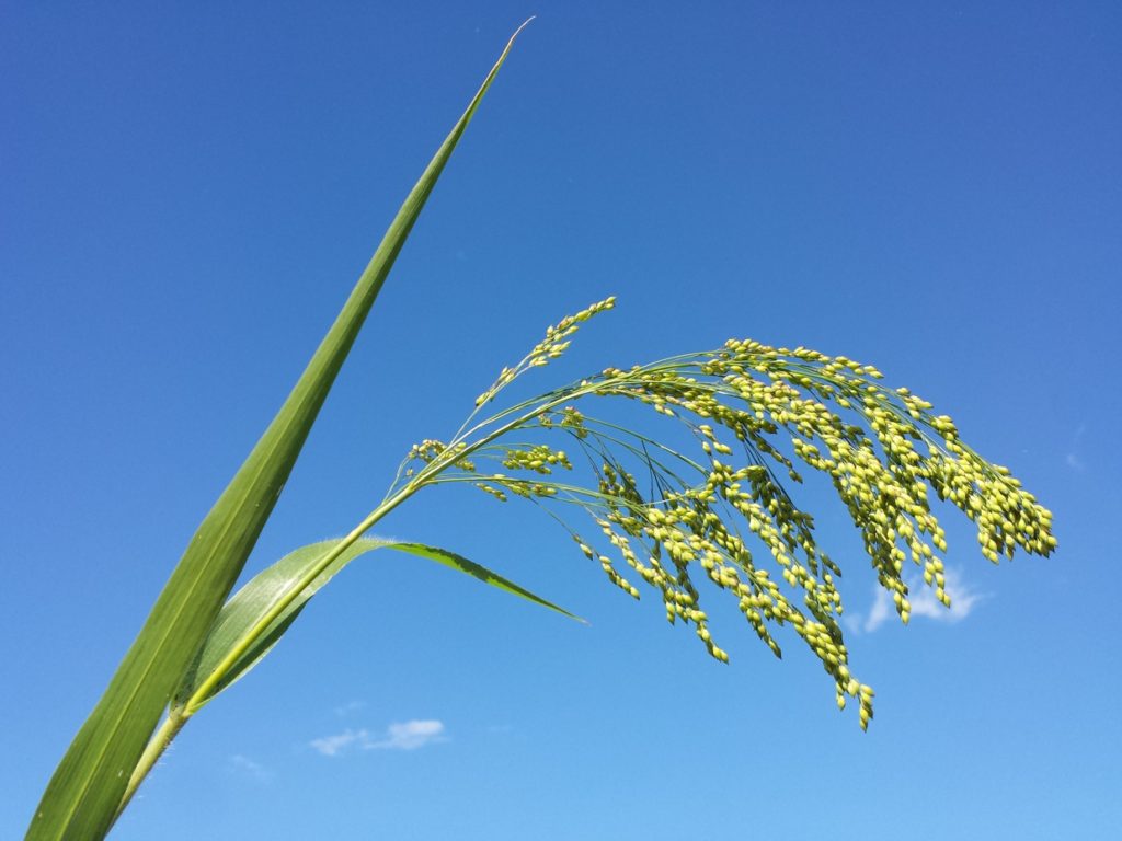 Просо обыкновенное Panicum miliaceum / ©Стефан.лефнаер Просо обыкновенное Panicum miliaceum