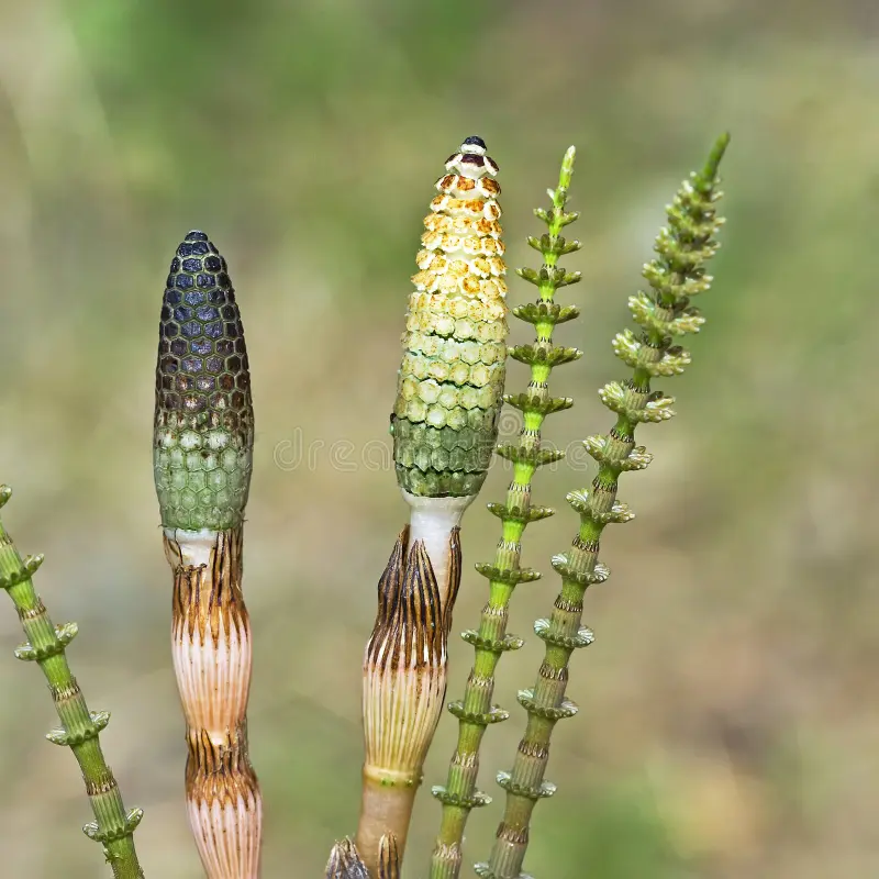 Полевой хвощ Equisetum arvense / ©dreamstime Полевой хвощ Equisetum arvense