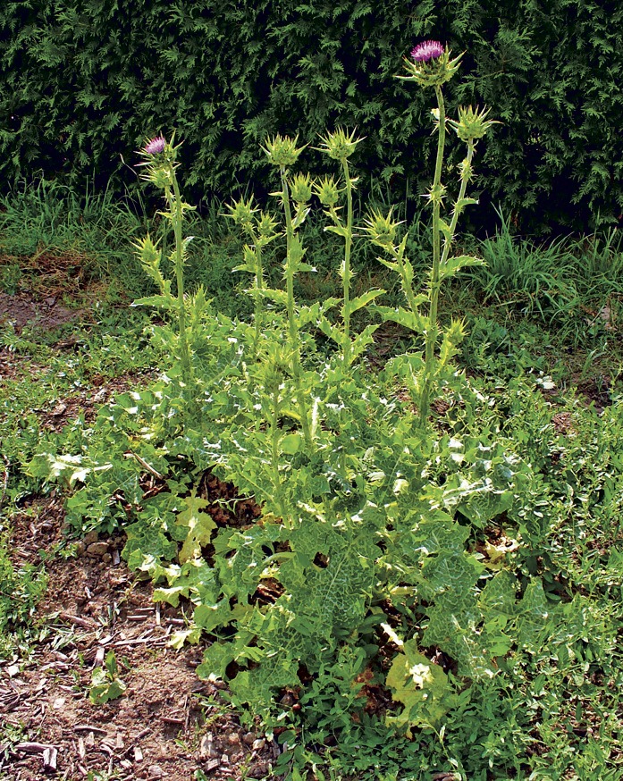  Расторопша пятнистая Silybum marianum