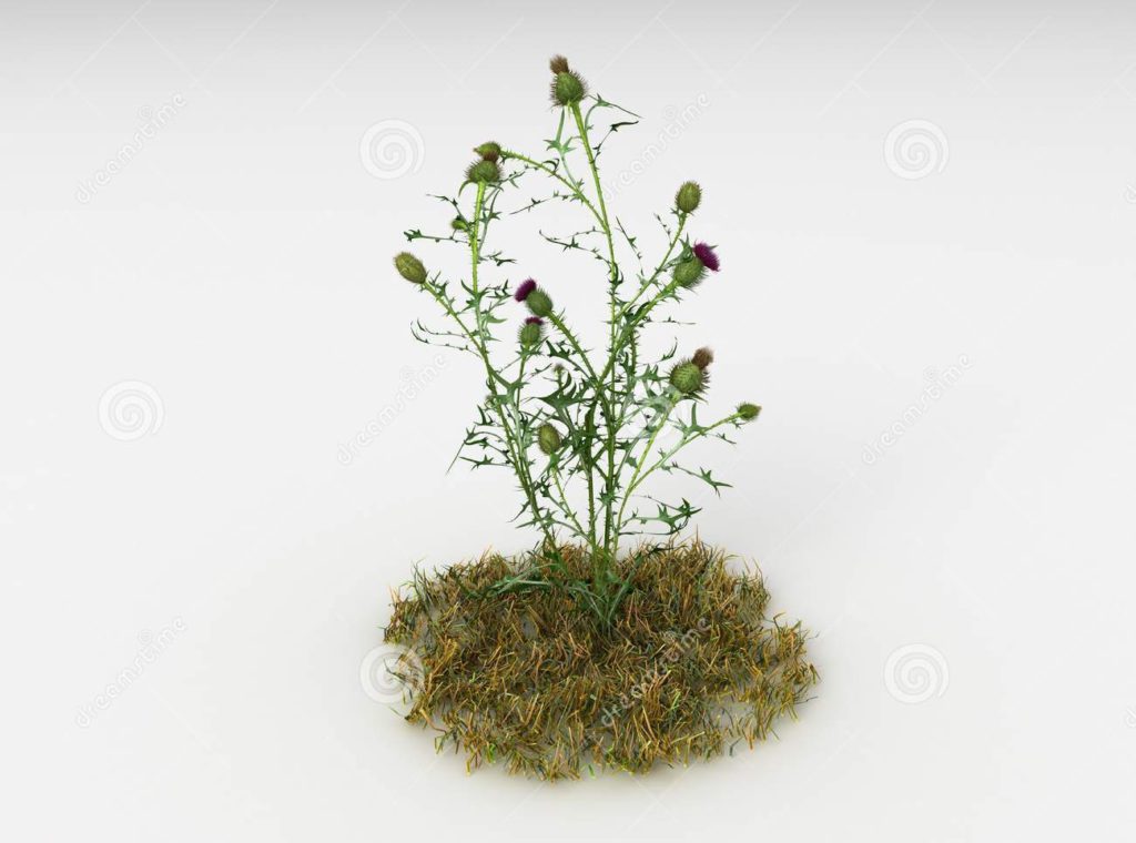Бодяк (Cirsium). Сорное растение / © dreamstime Бодяк (Cirsium). Сорное растение / © dreamstime