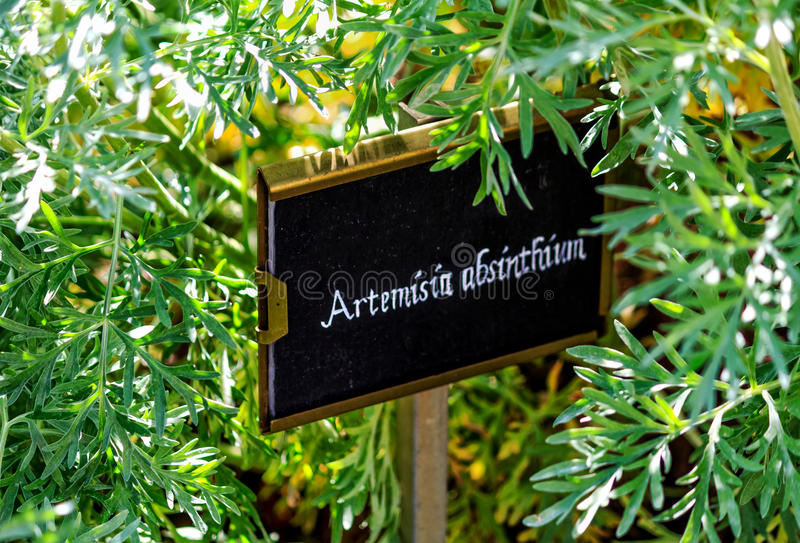 Полынь лечебная / Artemisia abrotanum