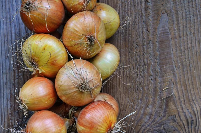 Лук (лат. Allium)