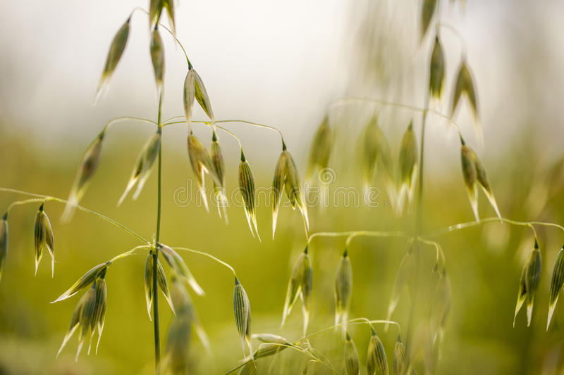 Овёс посевной / ©dreamstime.com Овёс посевной