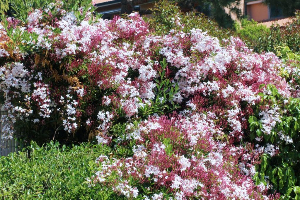 Жасмин крупноцветковый Jasminum grandiflorum