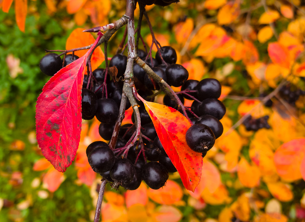 Черноплодная рябина / Aronia / Осень / ©flickr Черноплодная рябина / Aronia / Осень