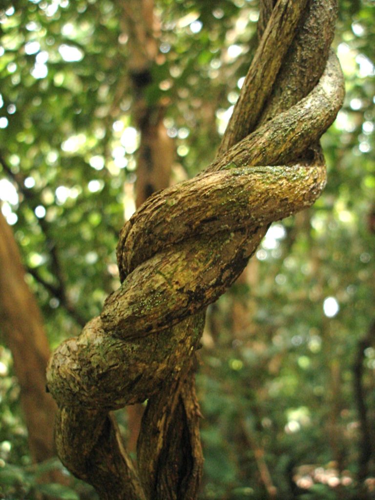 Жасмин Jasminum marianum