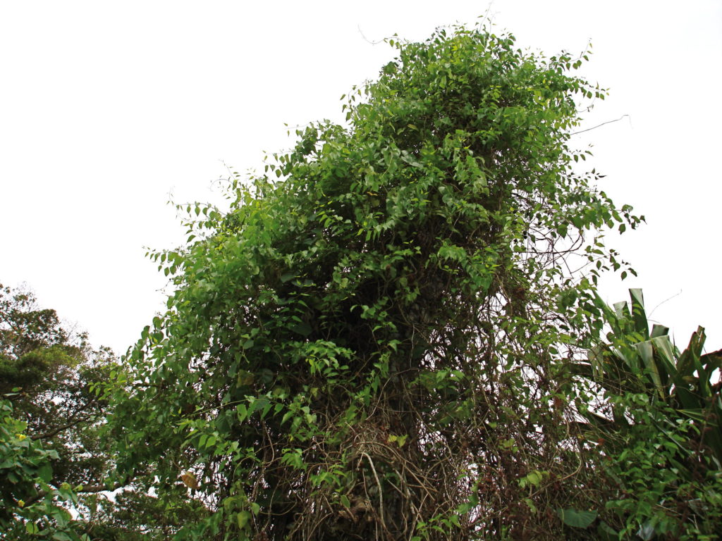 Жасмин Jasminum marianum