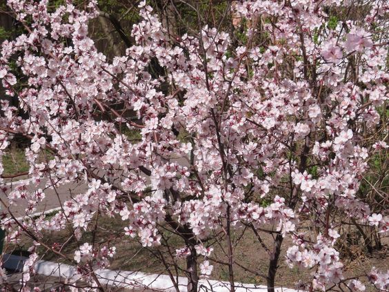 Абрикос сибирский Prunus sibirica