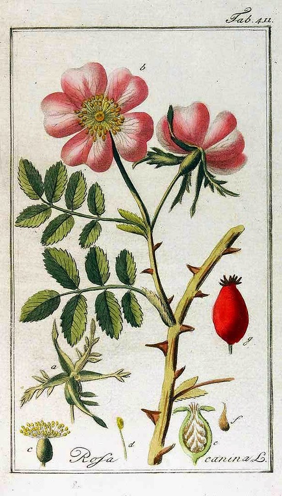 Шиповник (Rosa canina, Dog Rose) Ботаническая иллюстрация / ©flickr Шиповник (Rosa canina, Dog Rose) Ботаническая иллюстрация
