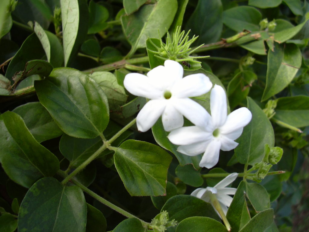 Жасмин многоцветковый Jasminum multiflorum (Жасмин пушистый) 