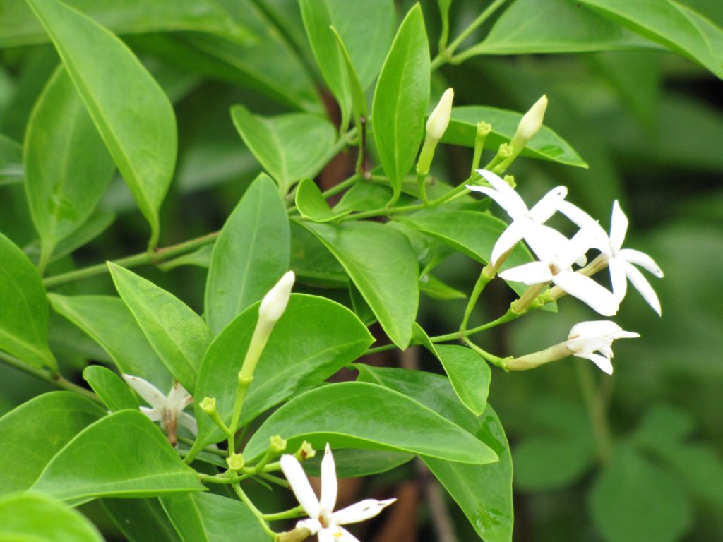 Цветы и листья жасмина простого Jasminum simplicifolium flowers