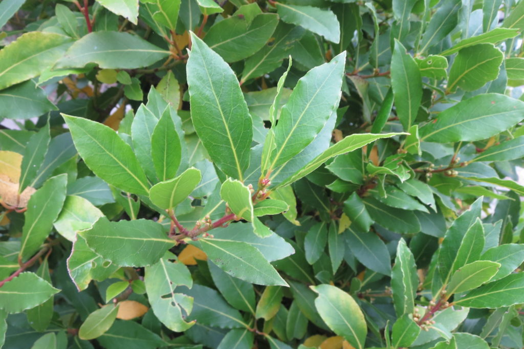 Лавр благородный (Laurus nobilis) / flickr | ©Plantaholic Sheila Лавр благородный (Laurus nobilis)