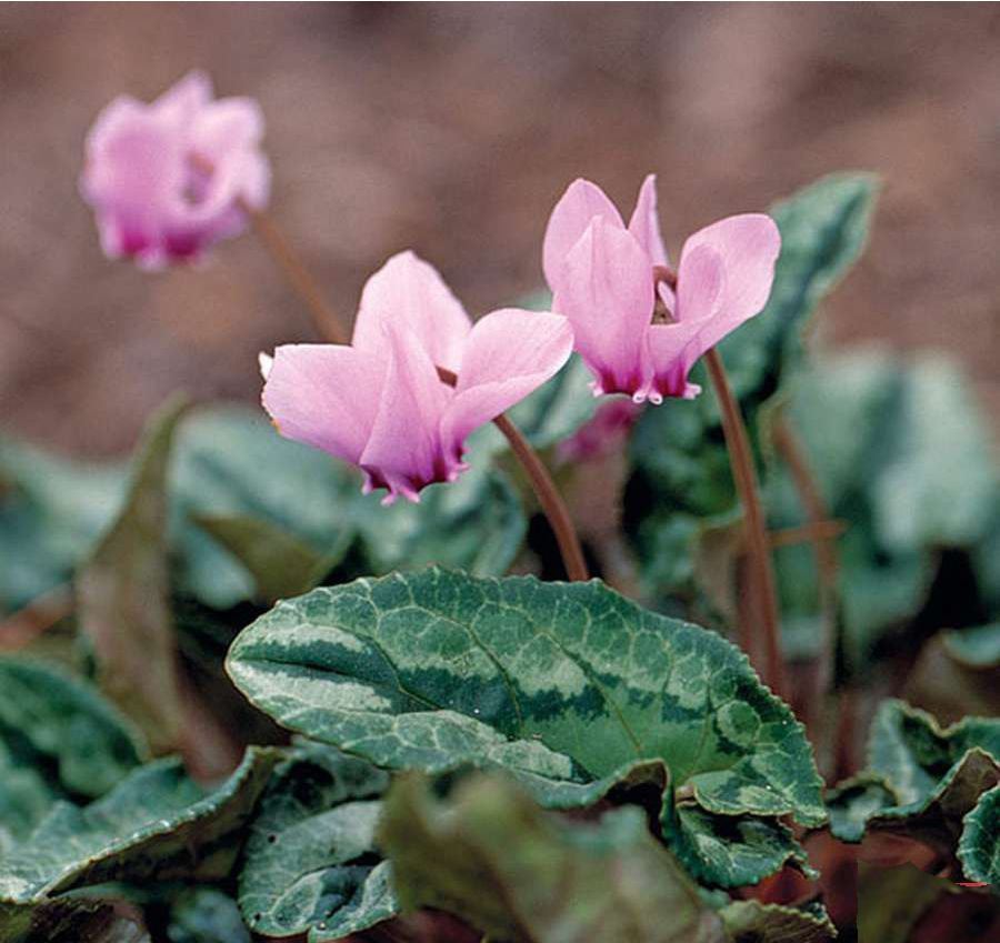 Цикламен / Cyclamen purpurascens
