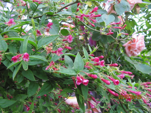 Жасмин пчелиный Jasminum beesianum