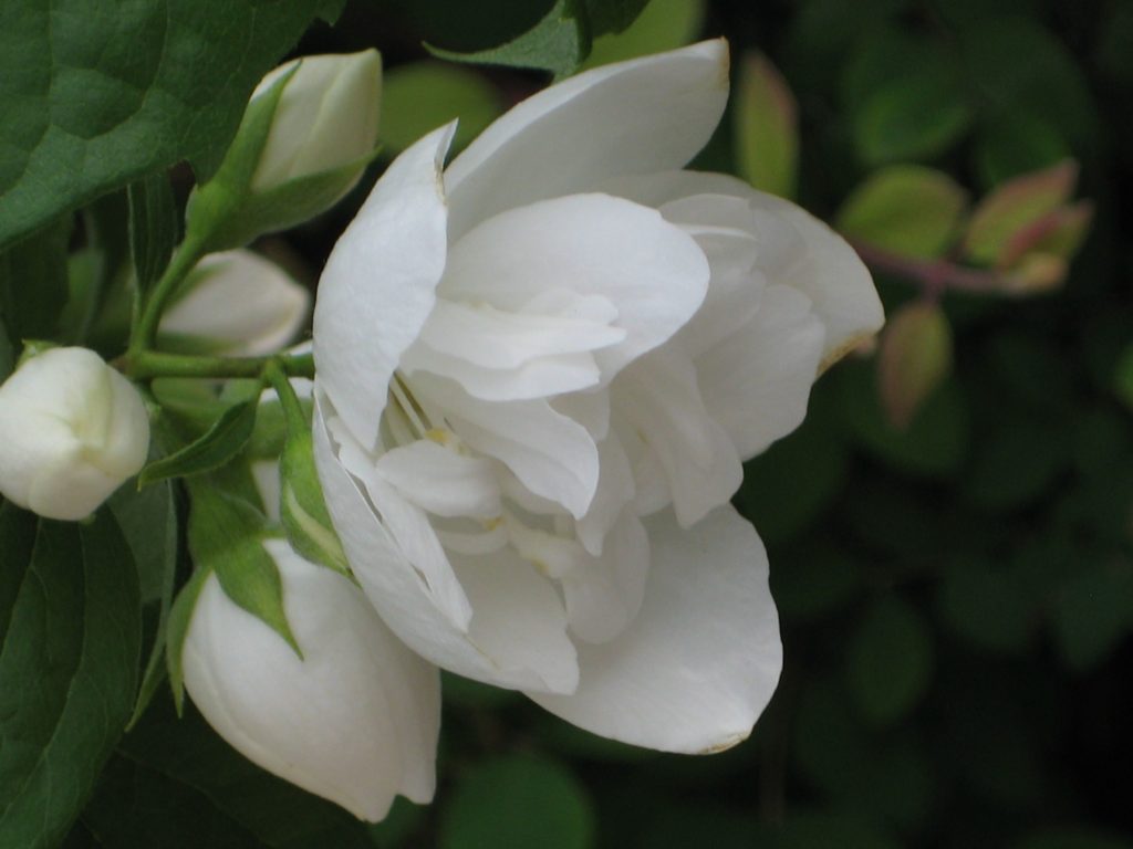 Жасмин лекарственный Jasminum officinale