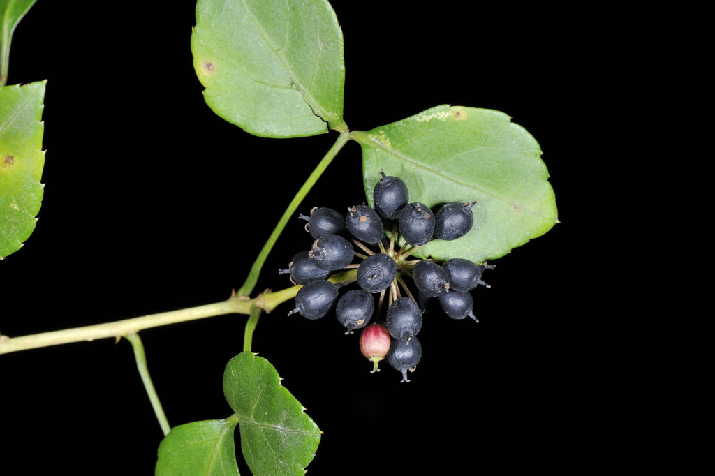 Плоды элеутерококка Eleutherococcus trifoliatus / ©flickr Элеутерококк Eleutherococcus trifoliatus