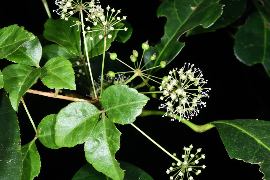 Соцветия элеутерококка / Eleutherococcus trifoliatus / ©flickr Элеутерококк Eleutherococcus trifoliatus