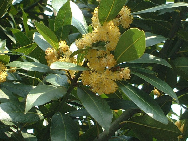 Лавр благородный (Laurus nobilis) / соцветие / ©Mizuho Yagishita Лавр благородный (Laurus nobilis) / соцветие