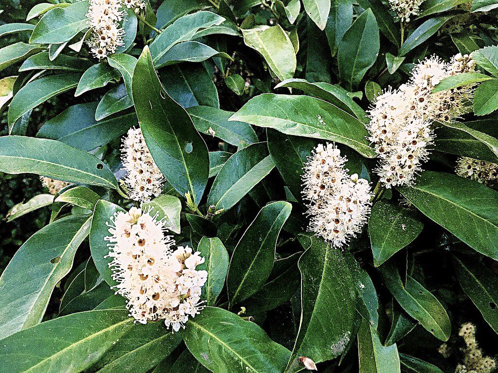 Лавр благородный (Laurus nobilis) / соцветия / flickr | ©RenateEurope Лавр благородный (Laurus nobilis) / соцветия