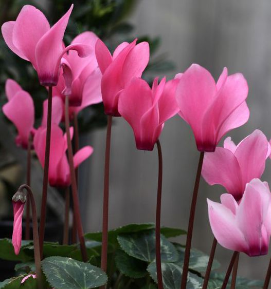 Цикламен / Cyclamen purpurascens
