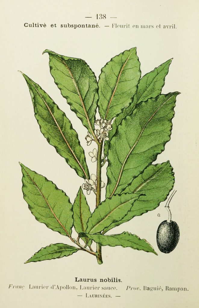 Лавр благородный (Laurus nobilis) Ботаническая иллюстрация / flickr (CC0 1.0) Лавр благородный (Laurus nobilis) Ботаническая иллюстрация