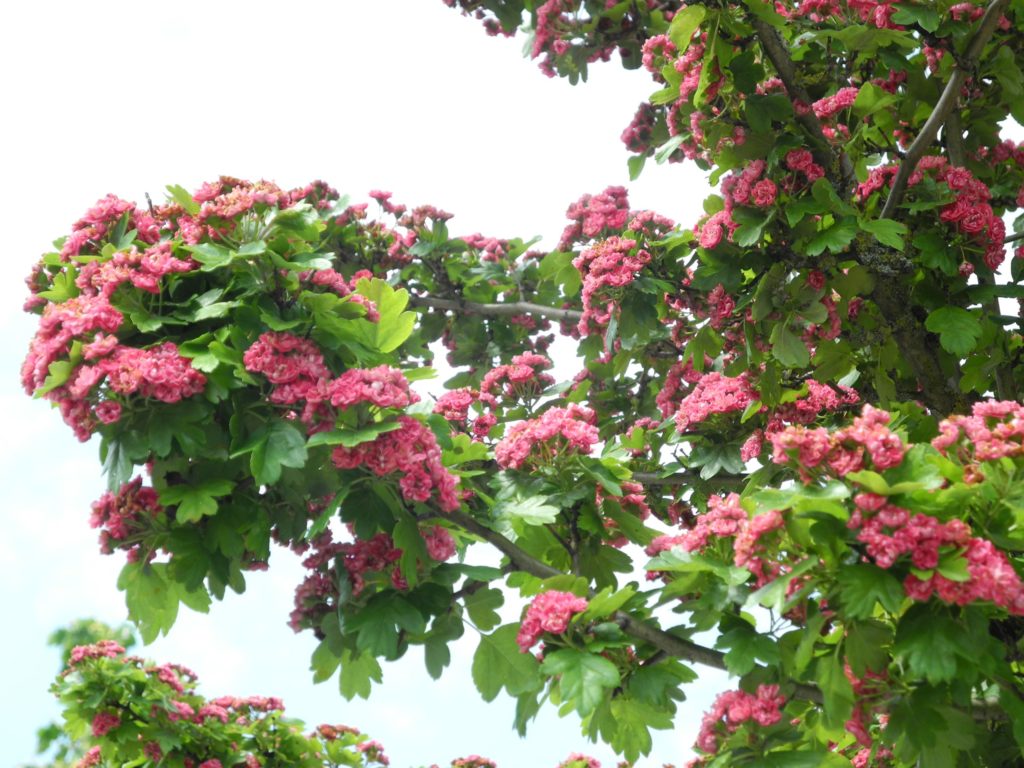 Боярышник Crataegus laevigata ‘Paul’s Scarlet’ / ©Baummapper Боярышник Crataegus laevigata 'Paul's Scarlet'